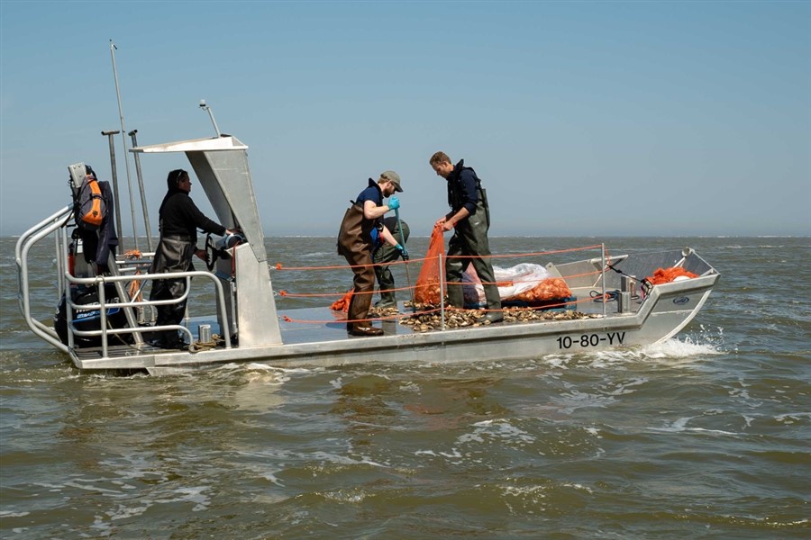 Bericht 1500 kilo oesters te water voor nieuwe schelpdierbanken in de Noordzee bekijken